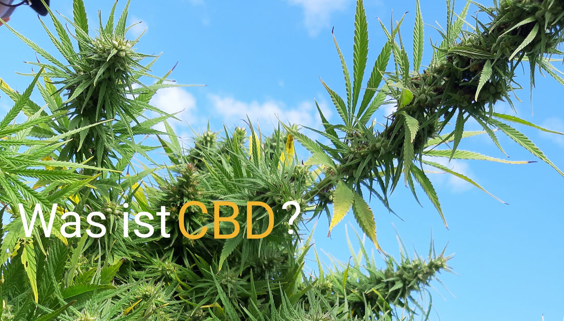 Was ist CBD ?