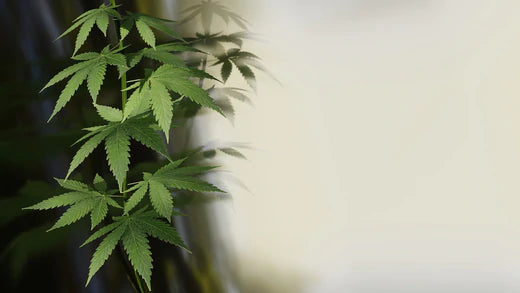 BUFU Hanf & CBD Shop - Cannabis Pflanze als Titelbild für Blogbeitrag - Mehr als nur eine Pflanze? 