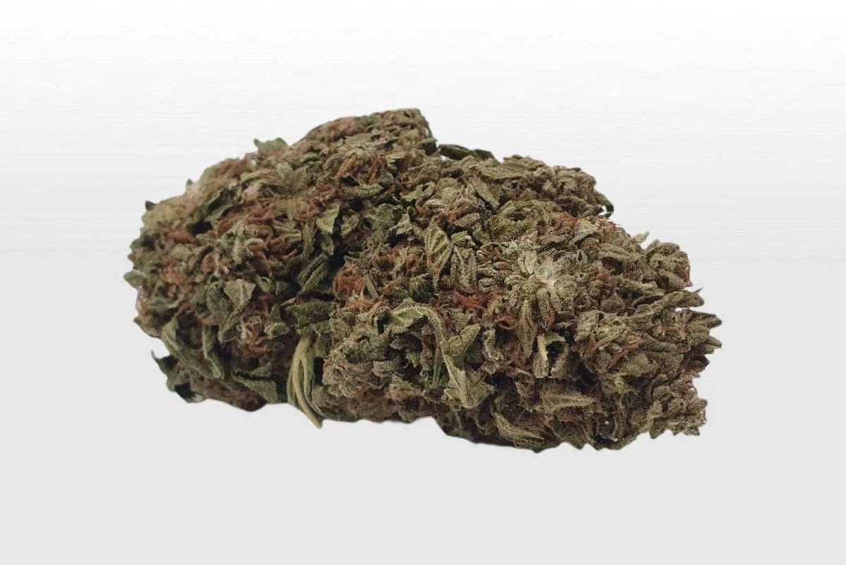 Große, dichte Big Bud Goliath CBD-Blüte aus Greenhouse-Anbau