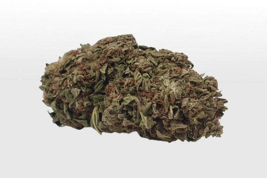 Große, dichte Big Bud Goliath CBD-Blüte aus Greenhouse-Anbau