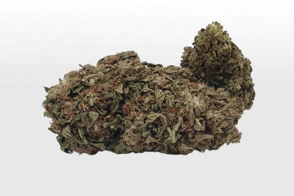 Nahaufnahme der fruchtig-süßen Big Bud Goliath CBD-Blüte