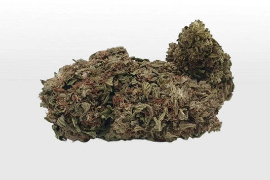 Nahaufnahme der fruchtig-süßen Big Bud Goliath CBD-Blüte